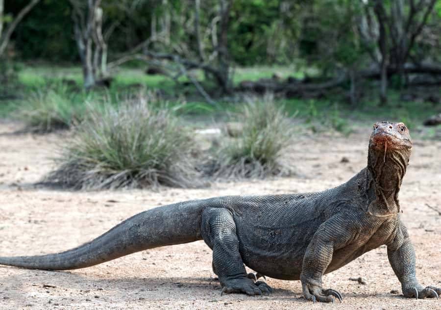 Komodo Island: Private 3-Day Tour with Boat and Hotel Stay - A private route through Komodo’s best-known sights