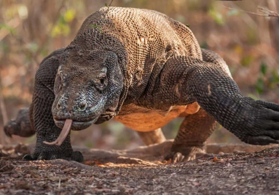Komodo Island: Private 3-Day Tour with Boat and Hotel Stay - Day 2: Komodo Island, Pink Beach, Kanawa, and Kalong bats