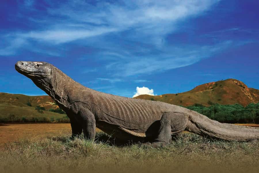 Komodo Islands: Private 2-Day Wooden Boat Tour - Bidadari Island gives you your first water stop