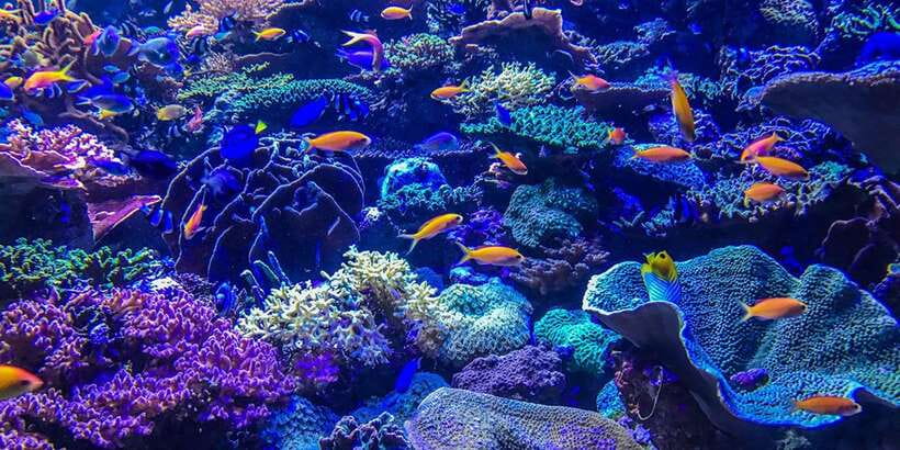 Lembongan : Fully enjoy! Snorkeling, Sightseeing /1day tour - Banana Boat Fun Before Lunch