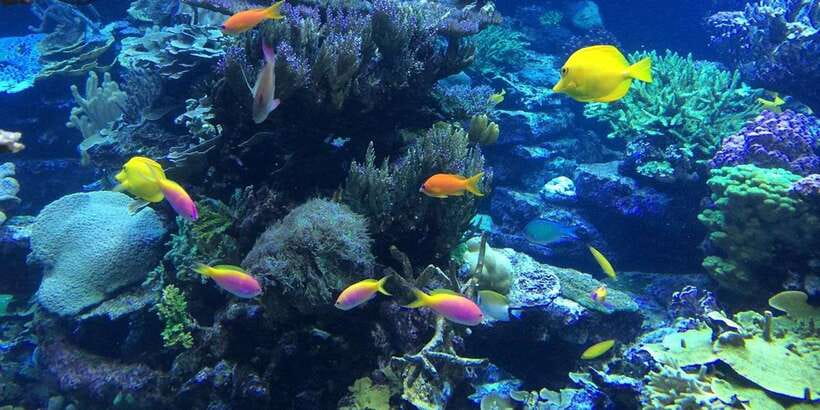 Lembongan : Fully enjoy! Snorkeling, Sightseeing /1day tour - Snorkeling in Lembongan’s Emerald Water
