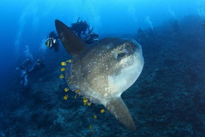 Lembongan Snorkeling at Manta Bay, Crystal Bay and Mangrove - What the $23.53 price really covers