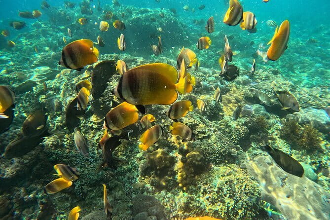 Lembongan Snorkeling at Manta Bay, Crystal Bay and Mangrove - Who will get the most from this trip