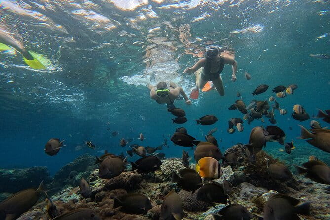 Lembongan Snorkeling at Manta Bay, Crystal Bay and Mangrove - Mangrove Point slows the pace