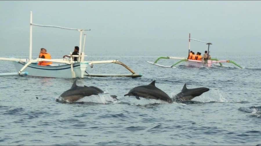lovina bali: Dolphin watching, waterfall and local lunch - Sunrise boats and wild dolphins at Lovina Beach