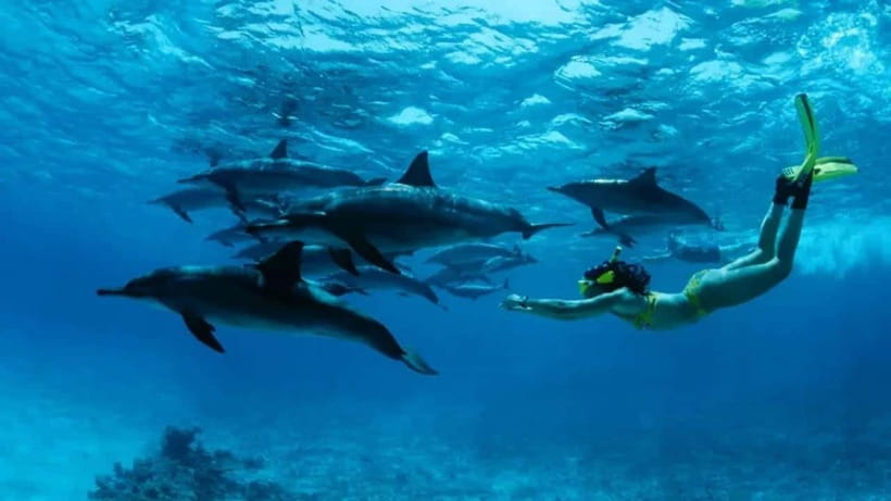 Lovina: Watching Dolphin, Swimming Dolphin Bali Tour - Key points to know before booking