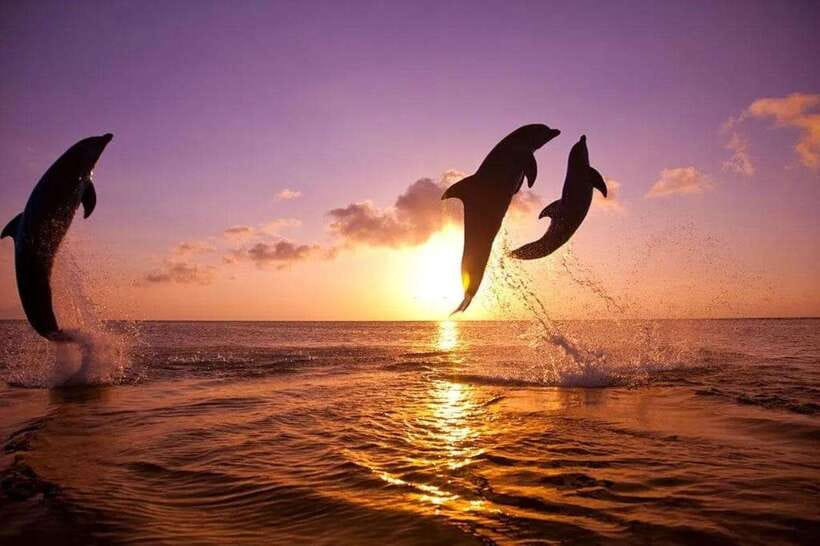 Lovina: Watching Dolphin, Swimming Dolphin Bali Tour - What the dolphin-watching boat trip is really like