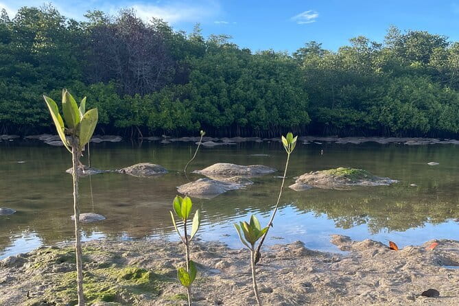 Mangrove Reforestation and Exploration around the Nusa Islands - Mangrove Point and the final water outing