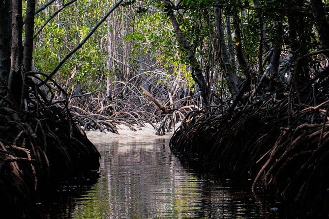Mangrove Reforestation and Exploration around the Nusa Islands - Why mangroves matter around Nusa Lembongan