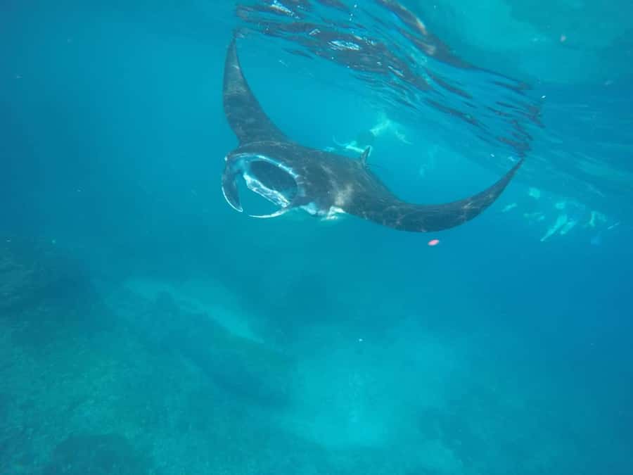 Manta Tour in Nusa Lembongan and Nusa Penida - Key points to know before booking