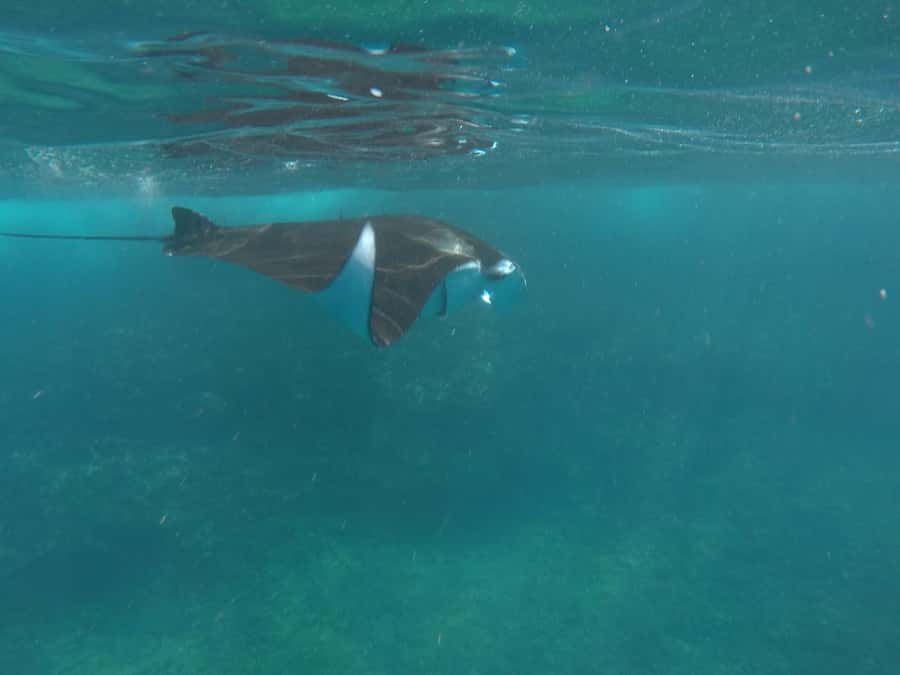 Manta Tour in Nusa Lembongan and Nusa Penida - From Bali to the islands by speedboat