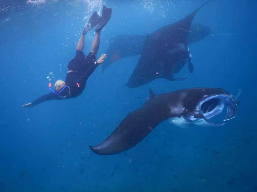 Manta Tour in Nusa Lembongan and Nusa Penida - Gamat Bay and Mangrove Point for reef snorkeling
