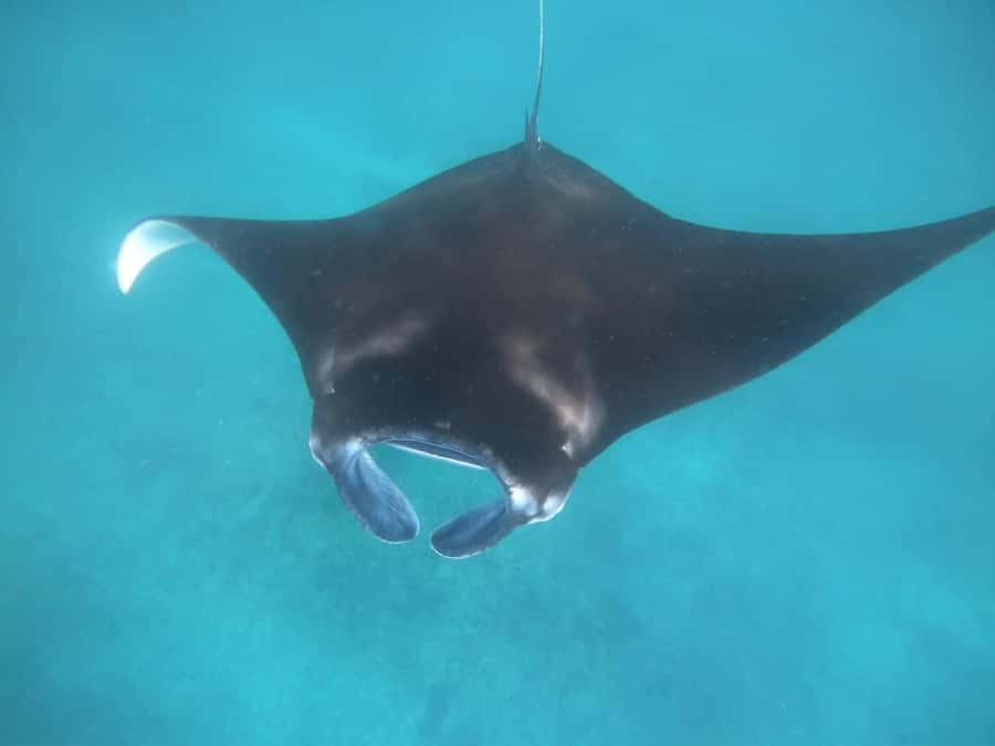 Manta Tour in Nusa Lembongan and Nusa Penida - Manta Bay: the big moment of the day