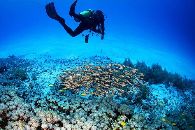 Menjangan Island Bali Diving Activity - Choosing scuba plus snorkeling instead