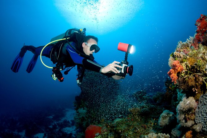 Menjangan island for Certified Scuba Divers full day boat trip, 2 dives + lunch - Lunch, fruit, and a useful surface interval