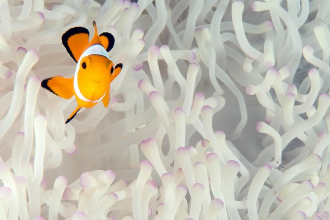 Menjangan island for Certified Scuba Divers full day boat trip, 2 dives + lunch - Biorock Pemuteran, the second listed stop