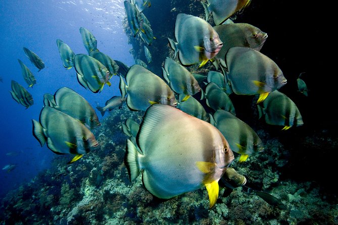 Menjangan island for Certified Scuba Divers full day boat trip, 2 dives + lunch - Practical details before you book
