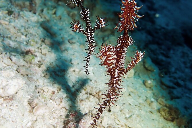 Menjangan island snorkeling full day boat trip - Two one-hour snorkel sessions