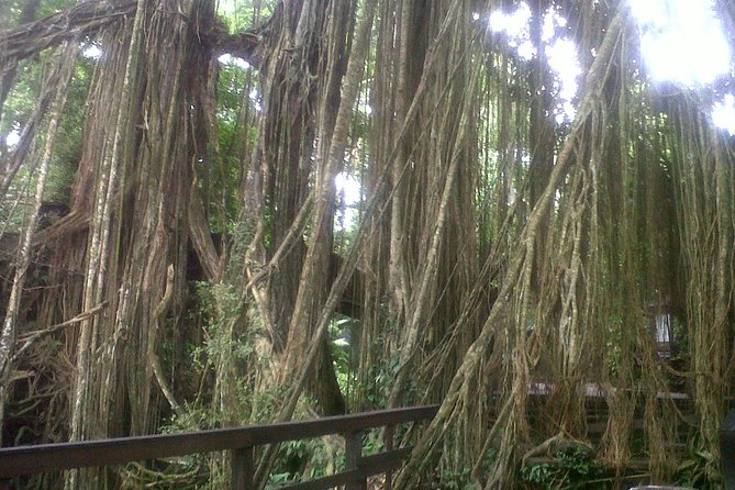 Monkey Forest, Ubud, Waterfall and Rice Terrace - A private way to shape your Ubud day