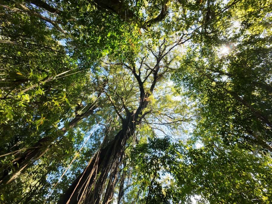 Munduk: Twin Lakes Jungle Hike with Lake Canoe and Waterfall - What the $44 price really gets you