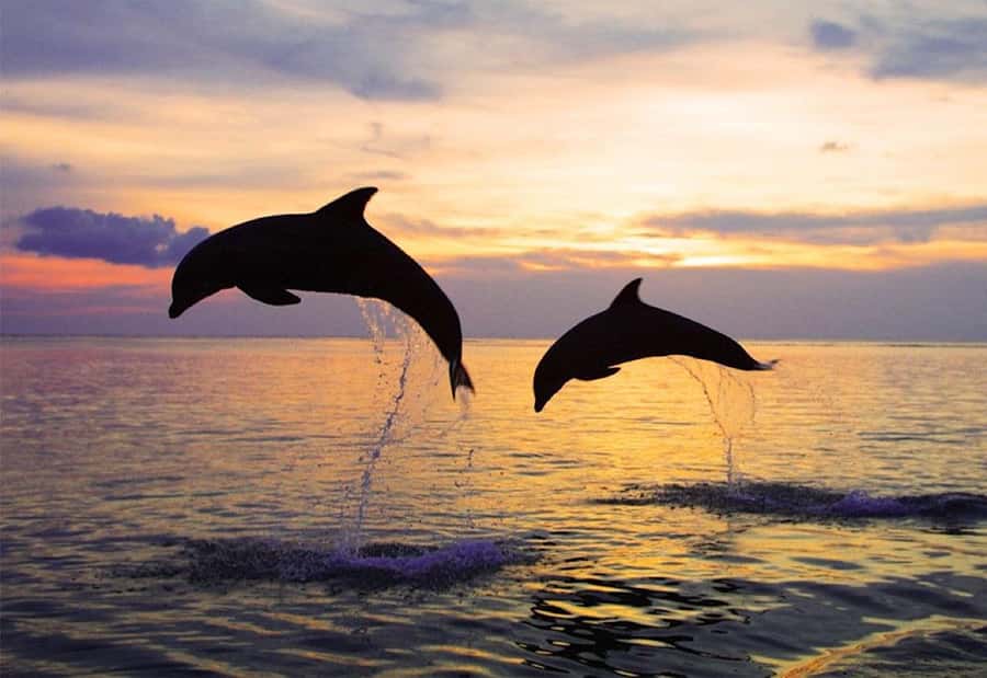North Bali: Dolphin, Ulun Danu Temple, & Banyumala Waterfall - Watching dolphins in their own part of the sea