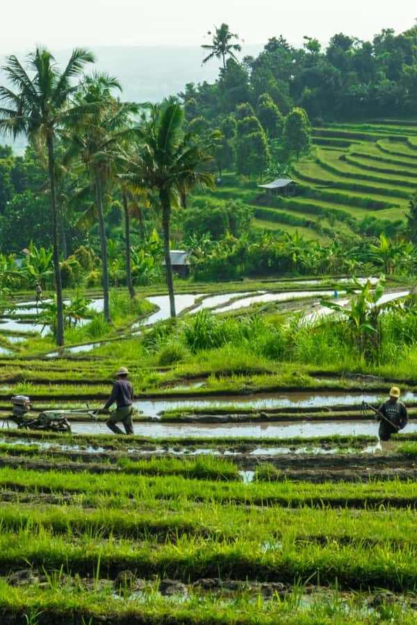 North Bali: Monkey Forest -Waterfall- Rice Terrace-Ulun Danu - Who should book this North Bali day trip?