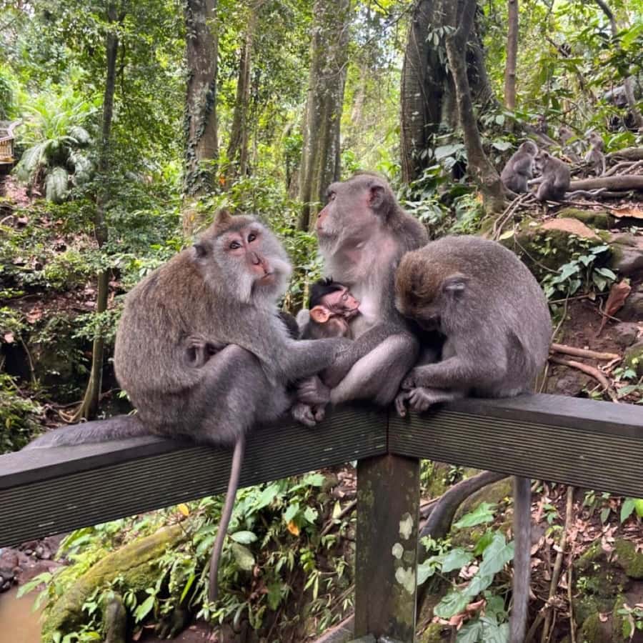 North Bali: Monkey Forest -Waterfall- Rice Terrace-Ulun Danu - Leke Leke Waterfall, with time for a swim