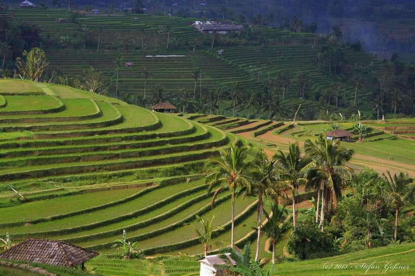 North Bali: Private Day Tour with Banyumala Waterfall - The coffee stop needs an ethical check