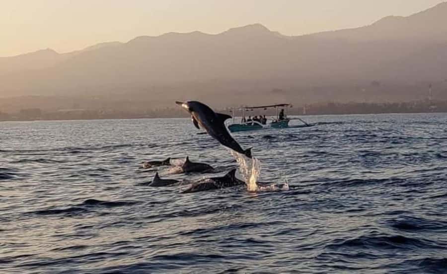 North Bali : Sunrise Dolphin Trip at Lovina Beach - FAQ