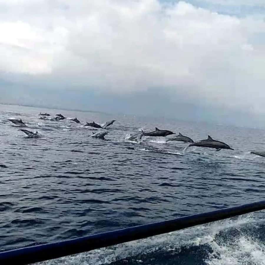 North Bali : Sunrise Dolphin Trip at Lovina Beach - Handara Gate and Ulun Danu Temple for a photo-focused day