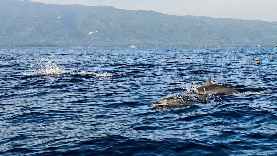 North Bali:Sunrise Dolphin Watching&CookingClass experience - The value of $17 per person