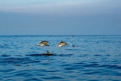 North Bali: Sunrise Tour with Dolphins, Waterfalls & Temples