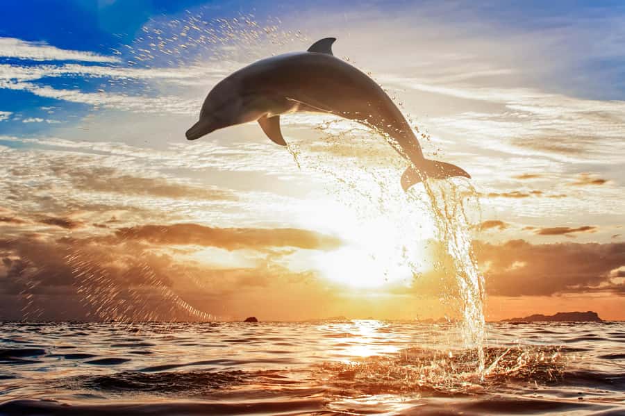 North Bali: Sunrise Tour with Dolphins, Waterfalls & Temples - The practical side of a 10-hour outing