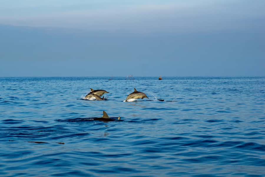 North Bali: Sunrise Tour with Dolphins, Waterfalls & Temples - From South Bali to Lovina Beach before sunrise