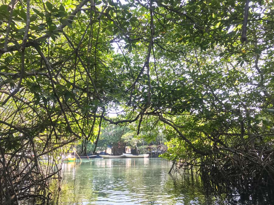 Nusa Lembongan Mangrove & Island Tour - Why this tour makes sense for a first visit