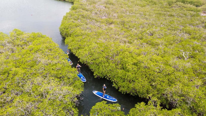 Nusa Lembongan: Mangrove Kayak or Paddleboard Adventure - The good and less-good sides of the guiding