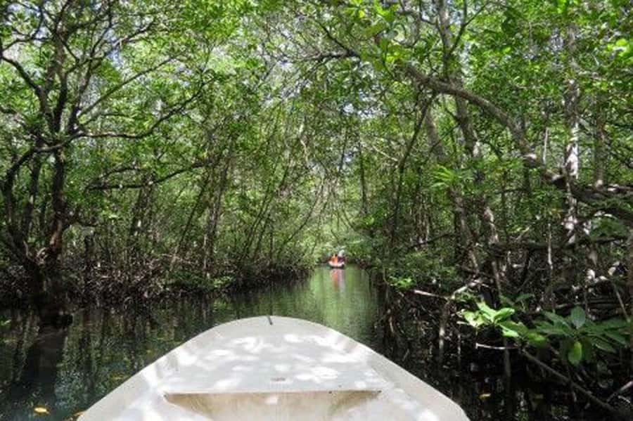 Nusa Lembongan Tour: Island and Mangrove Adventure - What the $75 price really covers
