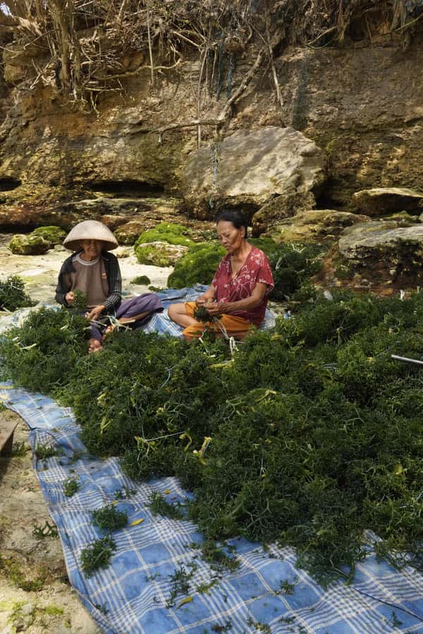 Nusa Penida: Ecotourism, Seaweed Farming & East Tour - Key points about the East Nusa Penida experience