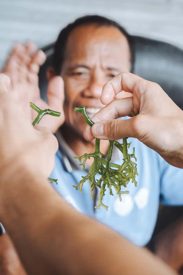 Nusa Penida: Ecotourism, Seaweed Farming & East Tour - Coral recovery and the value of a smaller tour