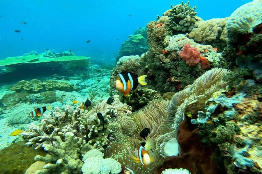 Nusa Penida: Full Day Private Snorkeling With Manta Ray - Key points before you book
