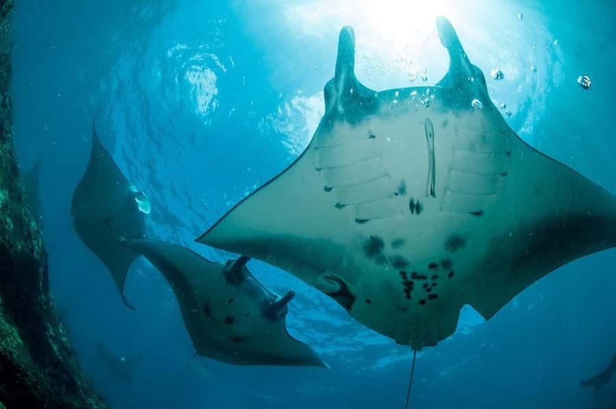 Nusa Penida: Full Day Private Snorkeling With Manta Ray - Gamat Bay: a quieter reef stop