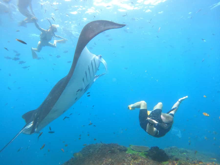 Nusa Penida: Full Day Private Snorkeling With Manta Ray - Manta Bay: the big wildlife gamble