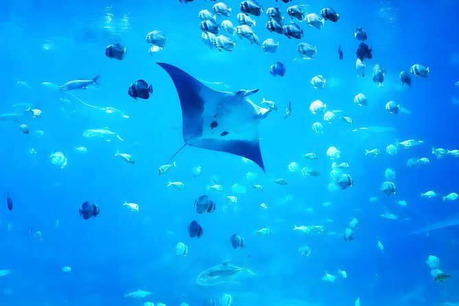 Nusa Penida Island Beach Tour With Snorkeling - Departure From Bali Island - Manta Bay and the limits of wildlife promises