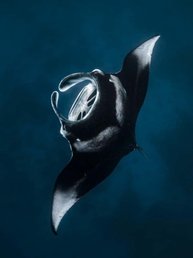 Nusa Penida: Snorkel 3 Spots w/ GoPro & Mangrove Paddle Tour - Crystal Bay, Gamat Bay, and The Wall