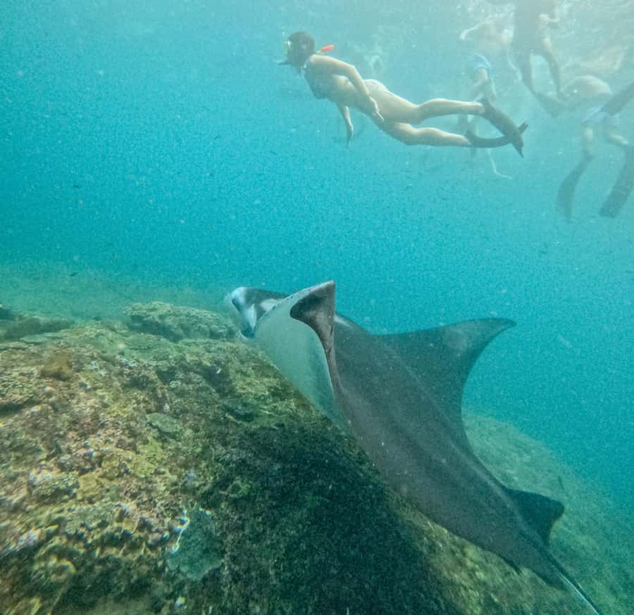 Nusa Penida: Snorkel 3 Spots w/ GoPro & Mangrove Paddle Tour - Is $16 good value?