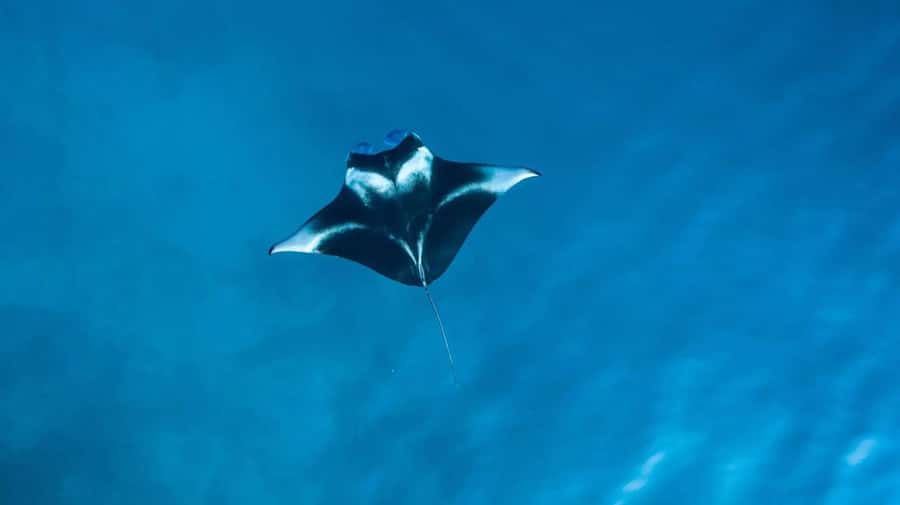 Nusa Penida: Snorkeling 3 Spots with GoPro & Kayak Mangroves - Key points at a glance