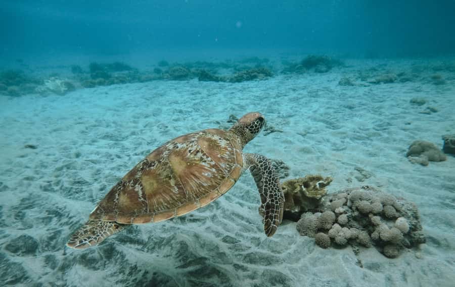 Nusa Penida: Snorkeling 3 Spots with GoPro & West Land Tour - Manta Bay: the big wildlife possibility
