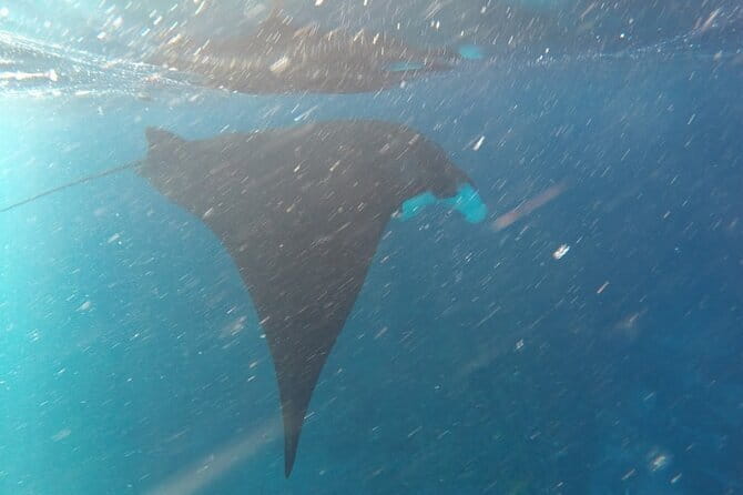 Nusa Penida Snorkeling in Manta Point Gamat Bay and Wall - Starting at Salty Penida Snorkeling at 7:30 am