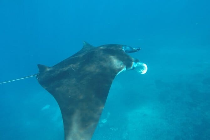 Nusa Penida Snorkeling in Manta Point Gamat Bay and Wall - Should you book the Manta Point, Gamat Bay, and Wall Point trip?