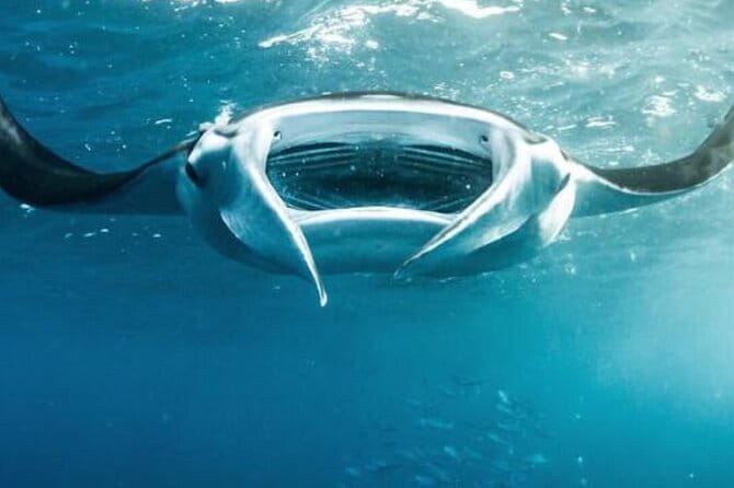 Nusa Penida Snorkeling in Manta Point Gamat Bay and Wall - What to expect at the three snorkeling stops
